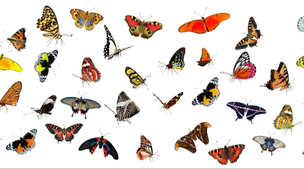 Afbeelding bij 10 Planten voor meer vlinders in je tuin volgend jaar