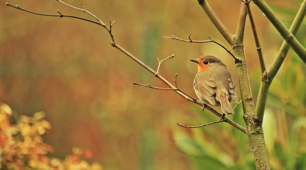 Afbeelding bij Lijst inheemse planten nederland voor de natuurlijke tuin