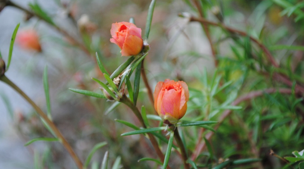 Afbeelding bij Portulaca / Postelein