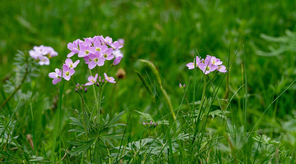 Afbeelding bij Ontdek de inheemse waardplant: de Pinksterbloem (Cardamine pratensis)