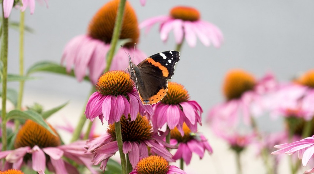 Afbeelding bij Hoe maak ik mijn tuin aantrekkelijk voor vlinders en bijen