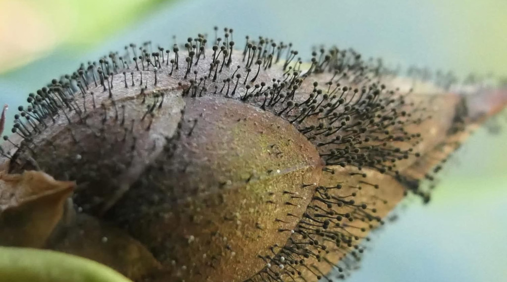 Afbeelding bij De invasieve rhododendroncicade en de strijd tegen de knopvreter