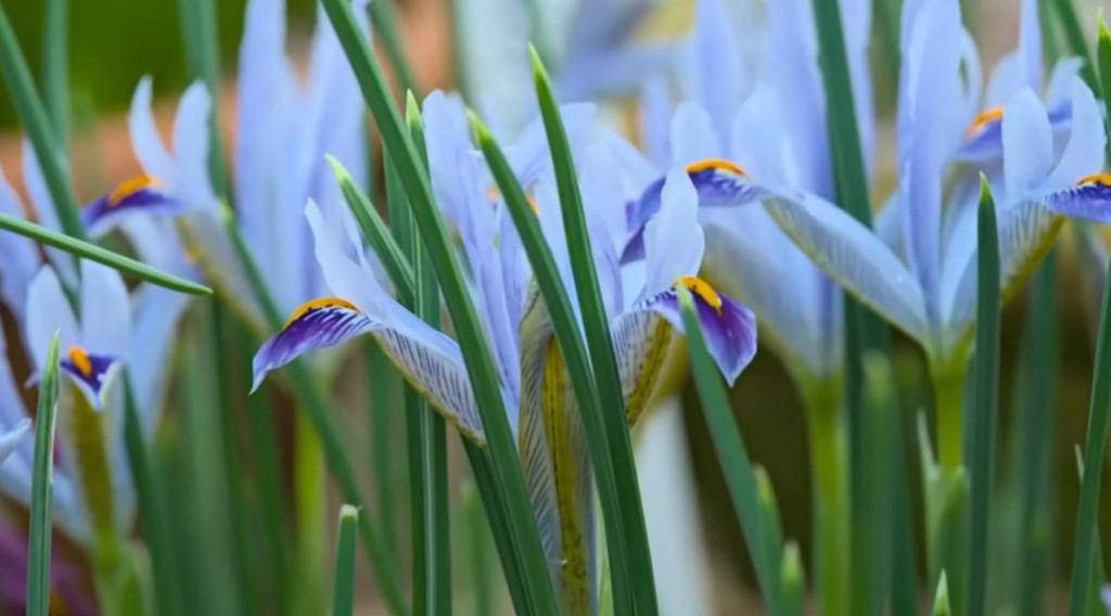Afbeelding bij Seizoen 2024  Gardeners' World - aflevering 2 een mix van praktisch tuinadvies en inspirerende tuinbezoeken