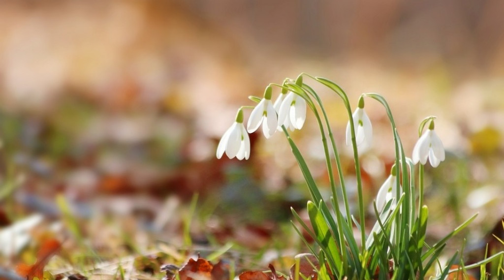 Afbeelding bij Sneeuwklokjes startsein voor het nieuwe tuinseizoen