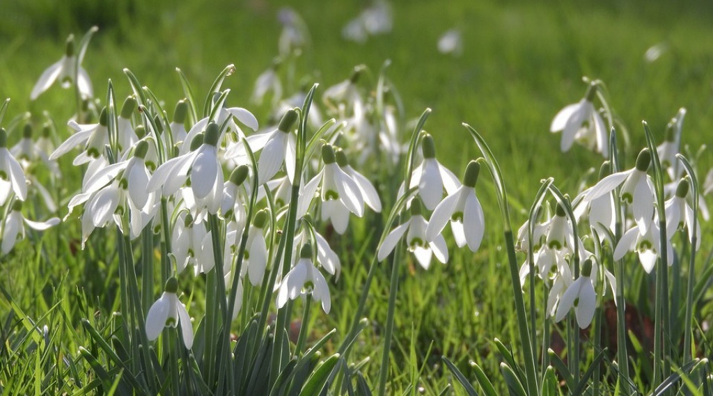 Afbeelding bij Sneeuwklokjes: duizenden door vroege hommels bezochte bloemetjes de lente in optima forma.