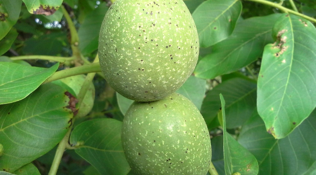 Afbeelding bij Wanneer moeten ABC bomen gesnoeid worden?