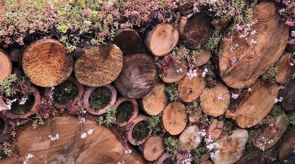 Afbeelding bij Houten boomstammen muur met sedum begroeiing