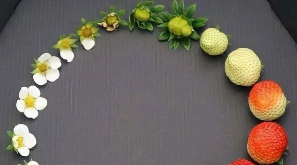 Afbeelding bij Hoe stek je de aardbeiplant goed