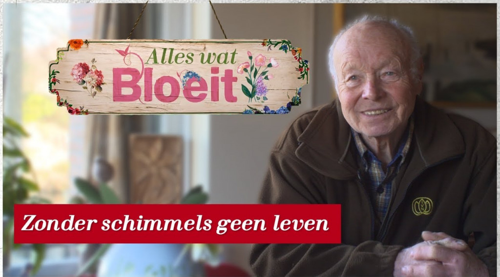 Afbeelding bij Stinzenplanten werken samen met mieren en schimmels