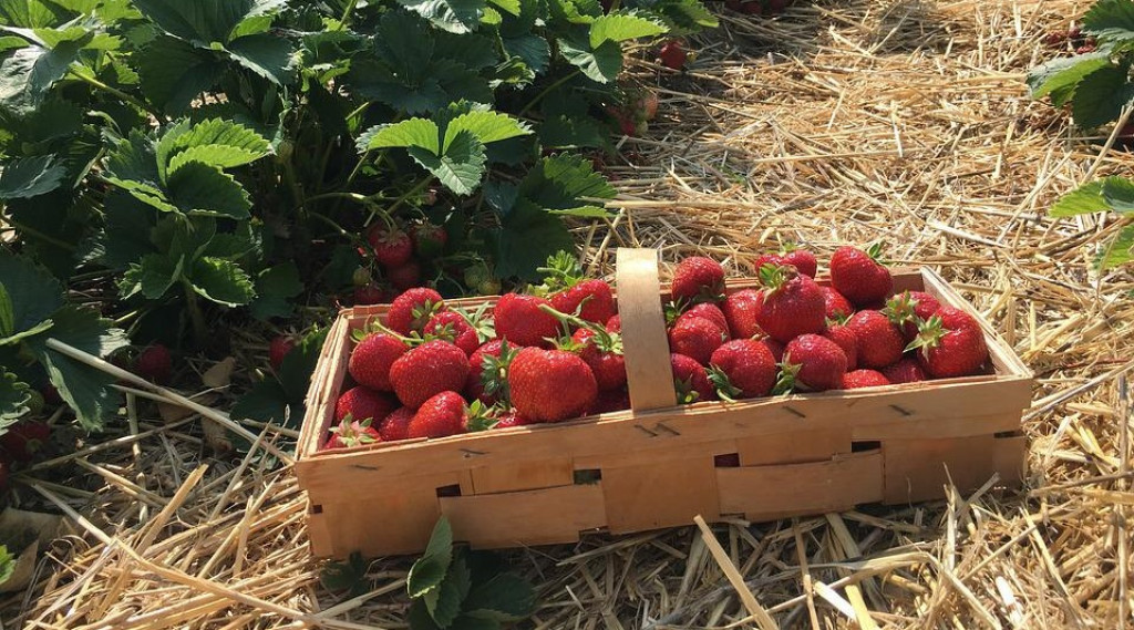 Afbeelding bij Hoe stek je de aardbeiplant goed