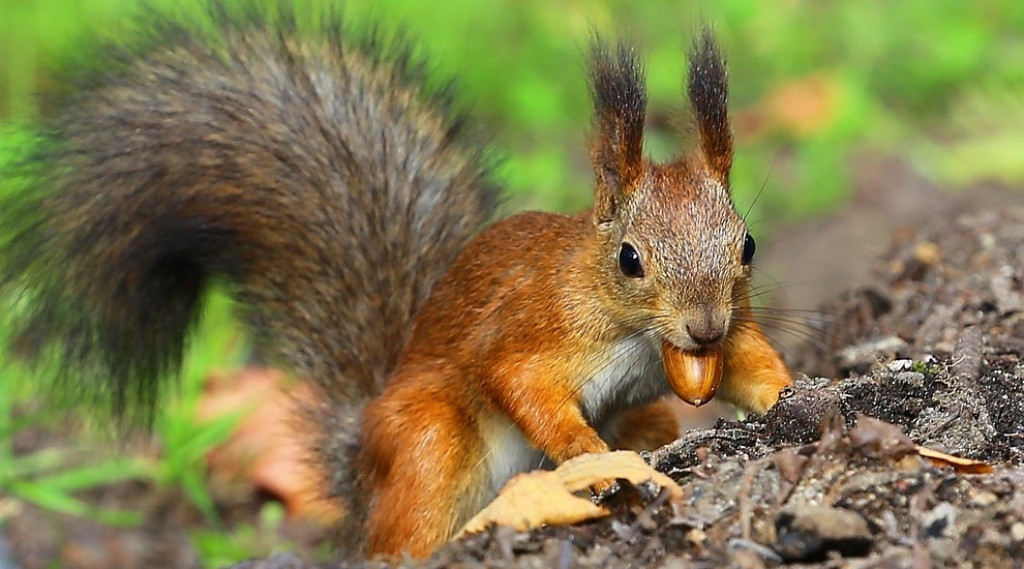 Afbeelding bij Wildplukkers - beroof de dieren niet onnodig van hun wintervoedsel