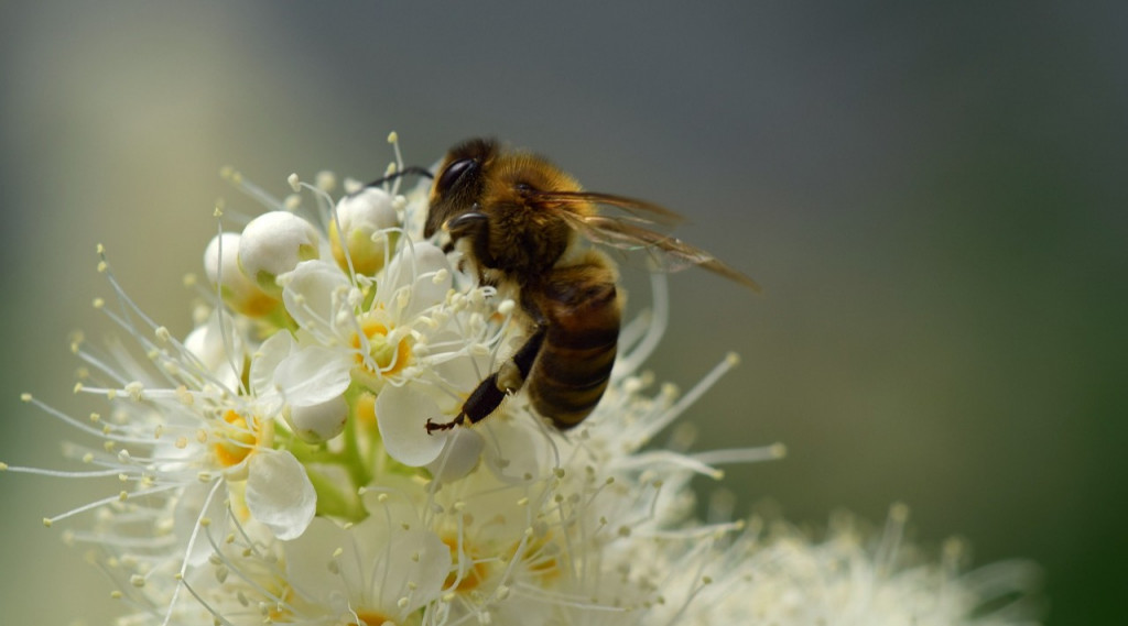 Afbeelding bij Topbomen zijn drachtbomen voor insecten, van vlinders tot wilde bijen.