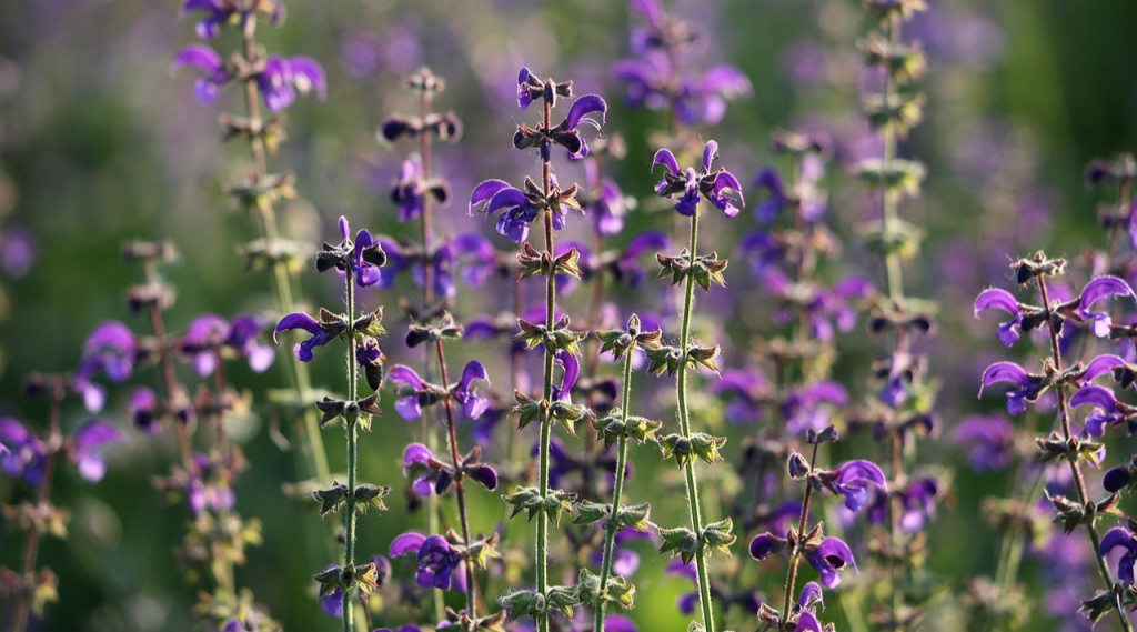 Afbeelding bij Inheemse vaste planten voor de tuin | De voordelen