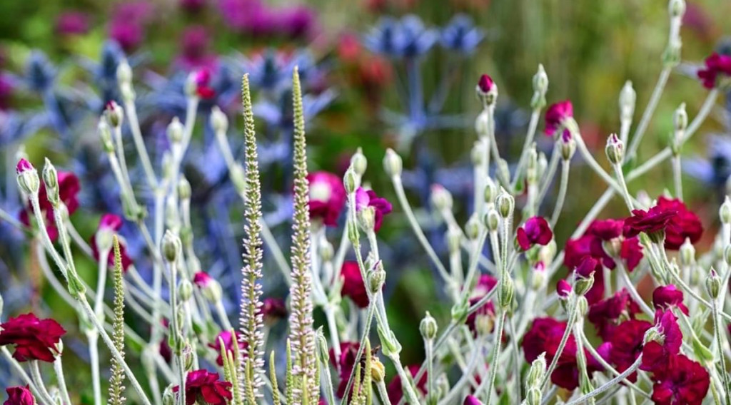 Afbeelding bij Tuinontwerpen met vaste planten