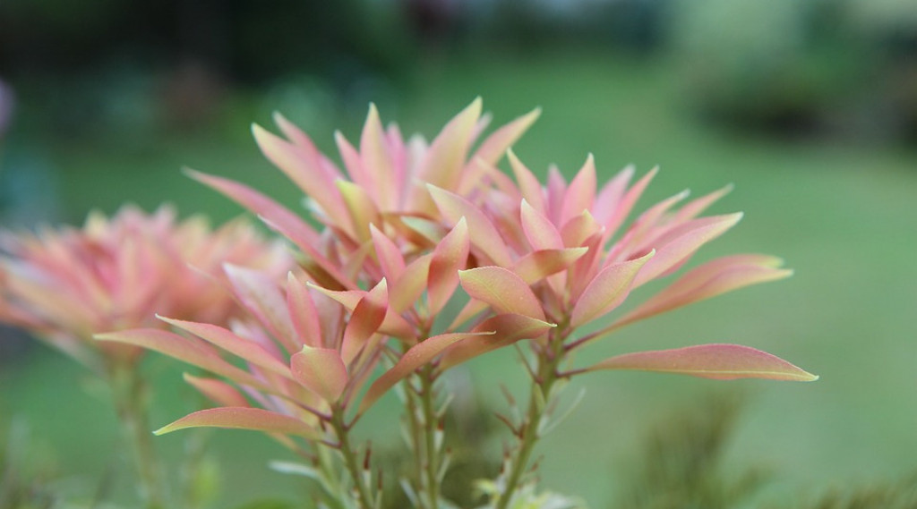 Afbeelding bij Pieris / Rotsheide (soort)