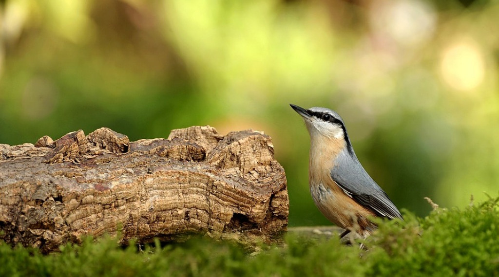 Afbeelding bij Boomkruiper of boomklever