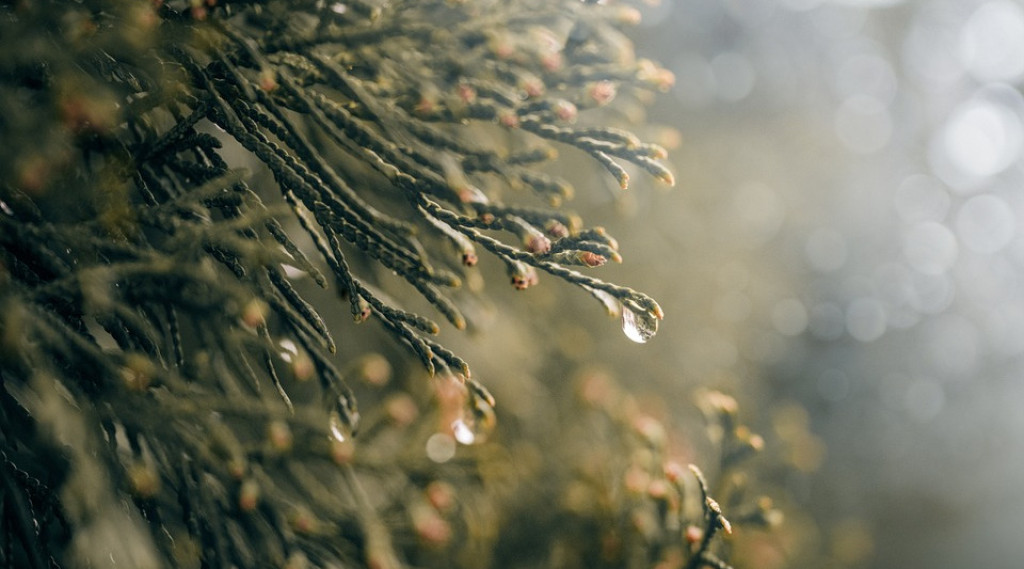 Afbeelding bij Heg of Haag: wat is het verschil?