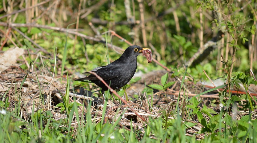 Afbeelding bij Het GROTE belang van (regen)wormen.