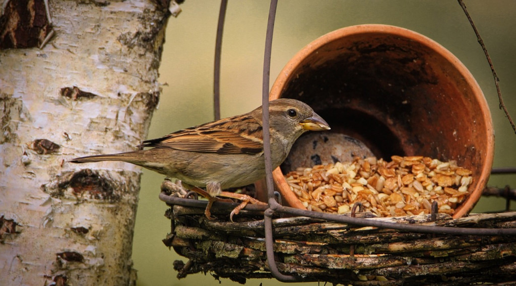 Afbeelding bij Pesticiden gevonden in strooivoer voor (tuin)vogels