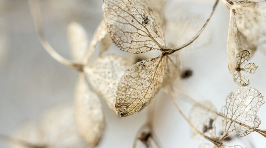 Afbeelding bij Wanneer uitgebloeide bloemen van de hortensia verwijderen