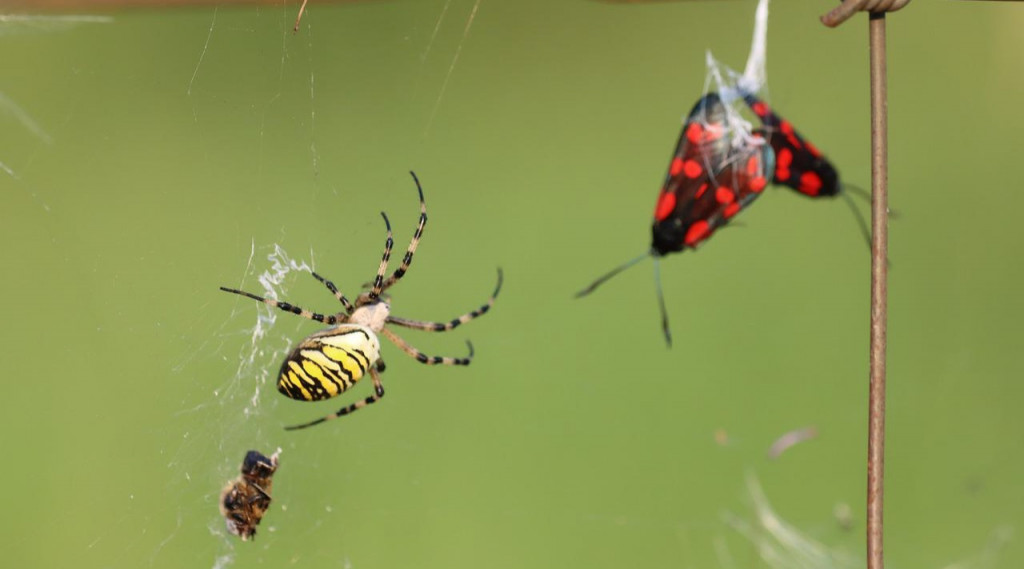 Afbeelding bij Wesp- of tijgerspin (Argiope bruennichi)