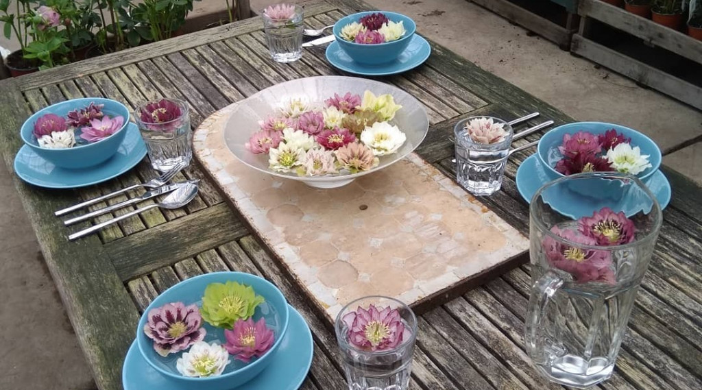 Afbeelding bij De winterbloeier &quot;Helleborus&quot; vormt botanisch gezien een bijzonderheid.