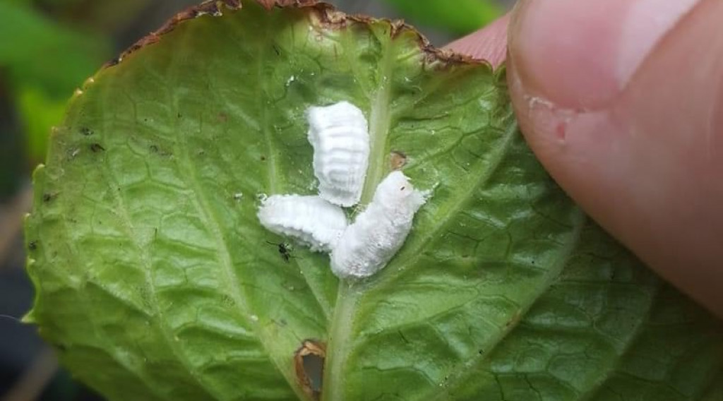 Afbeelding bij Dopluizen op Hortensia: Ontdek de beste natuurlijke oplossingen