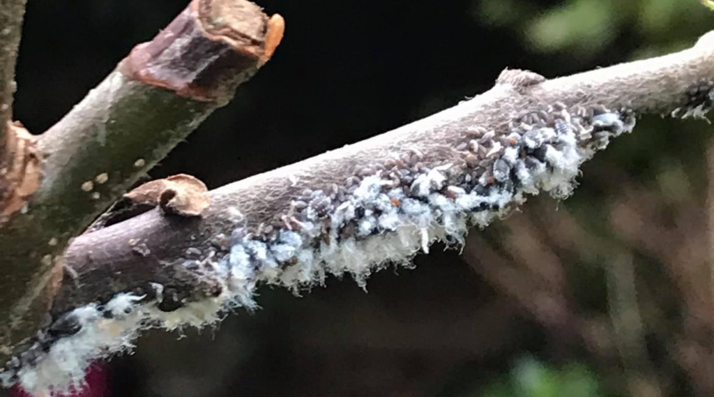 Afbeelding bij Fruitbomen aangetast door bloedluis, ook wel wollige bloedluis genoemd