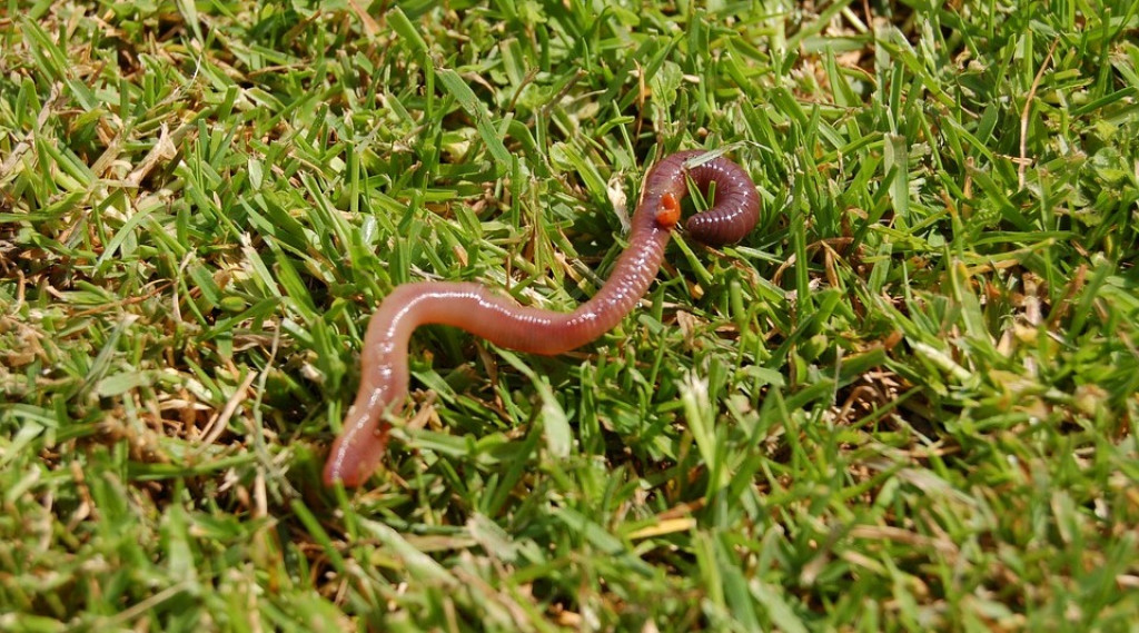 Afbeelding bij Het GROTE belang van (regen)wormen.