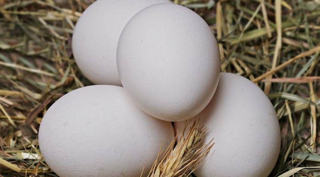 naaimachine Christchurch Volwassen Wormen in kippeneieren