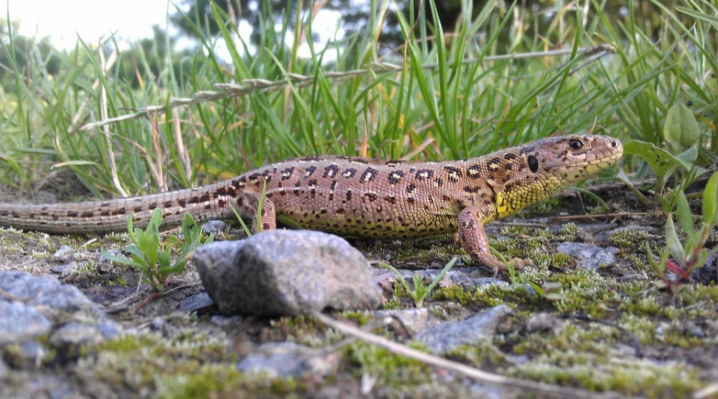 Afbeelding bij Zandhagedissen