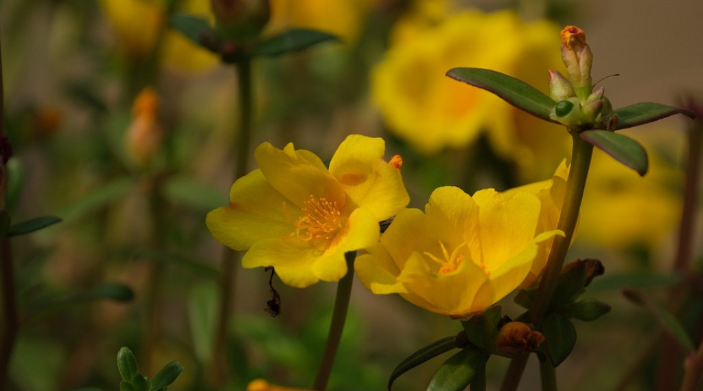 Afbeelding bij Portulaca / Postelein