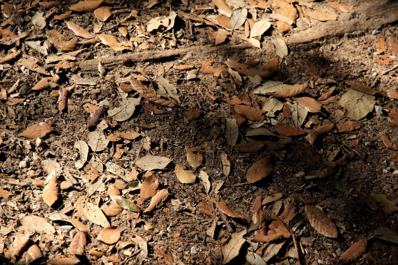natuurlijke-grondlagen-mulchen-bodemgesteldheid-bemesten-mulch-beschermen
