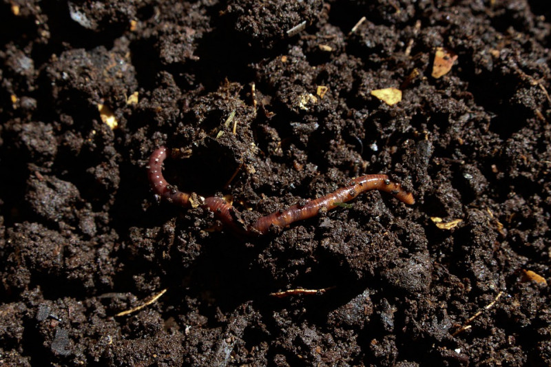 Paardenmest is niet geschikt voor alle planten