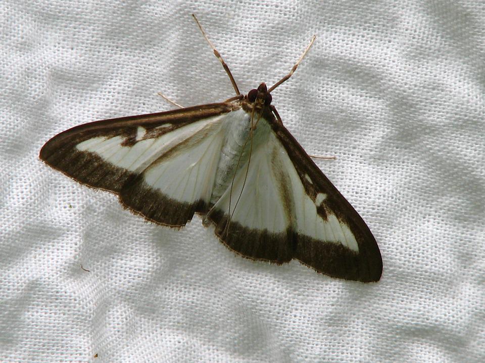 buxusrupsvlinder-buxusmot-buksusvlinder-buksusmot-herkennen-verschil-witte-vlinder-bruine-rand-vleugel