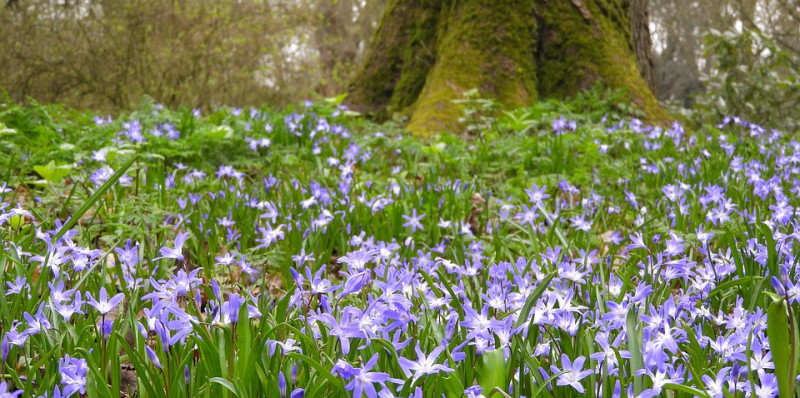 Chionodoxa-Sneeuwroem-vroeg-bloeiende-voorjaarsbloemen-februari-april