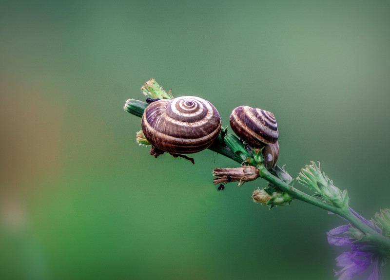 Slakken-weren-van-planten-moestuin-tuinieren-middel-manier-wat-goed-werkt