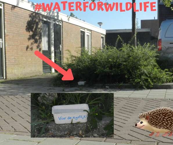 Ook kun je een bakje met water in je woonwijk neerzetten zoals hierboven op de foto is gedaan. 