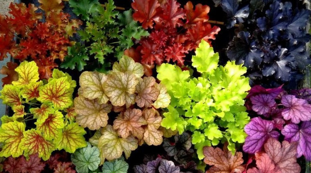 Afbeelding bij Heuchera (Purperklokje) De bladkleur range wordt steeds groter. Van lemongroen naar oranje caramel.