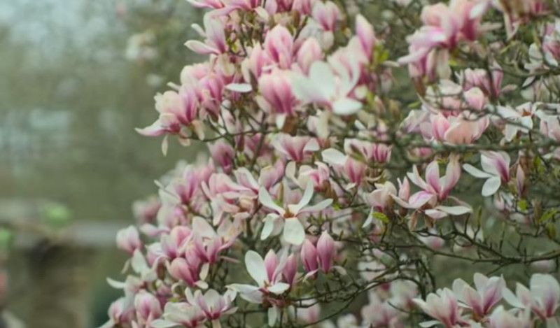 bloeiende-voorjaarsbomen-roze-wit