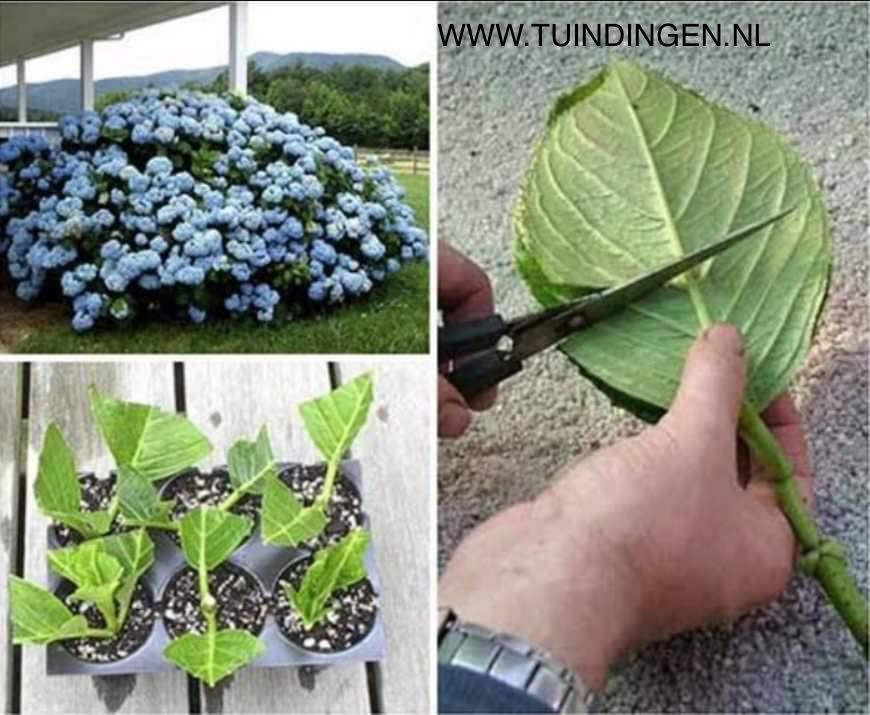 hoe kan ik Hortensia stekken stekjes maken uitleg