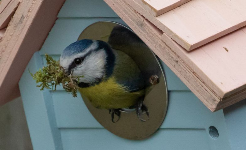 Nestmateriaal-vogels-wat-mag-wel-wat-niet