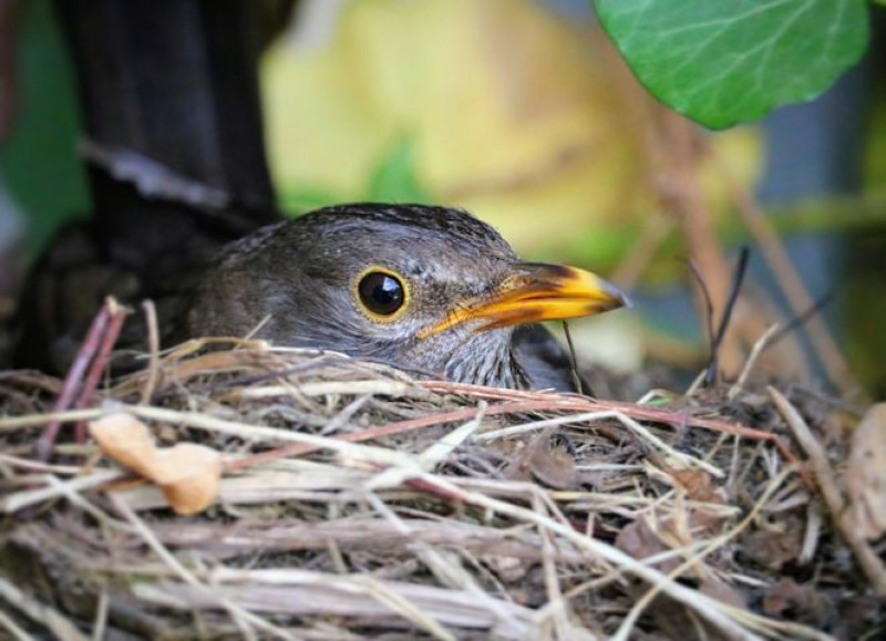 Huisdier-haren-gevaarlijk-jonge-vogels