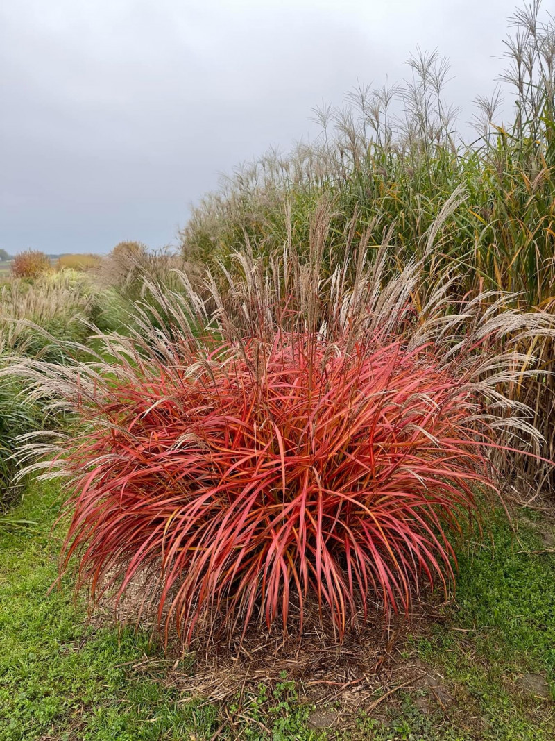 Siergrassen-natuurlijke-uitstraling-rood-bladeren-kleuren-soorten