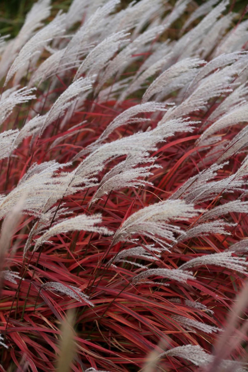 Siergras-rood-soorten-laagvblijvend-miscanthus