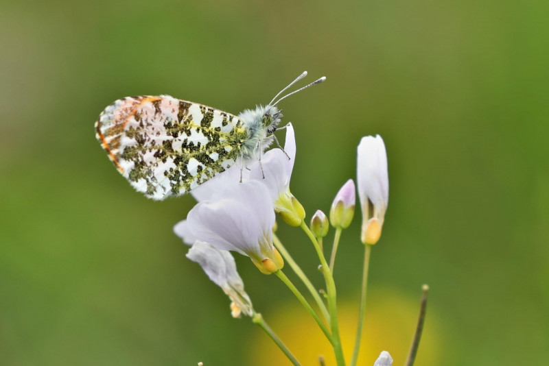 Waardplant-biodiversiteit-graslanden-vlinders