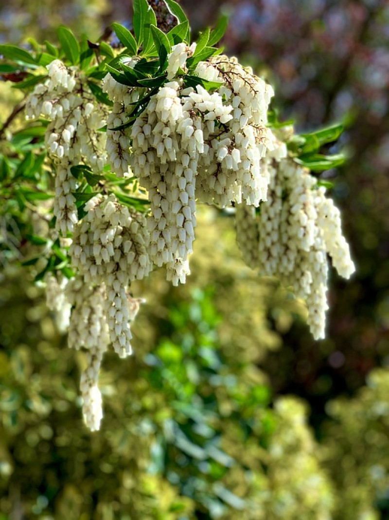 pieris-soorten-combineren-beplantingsplannen