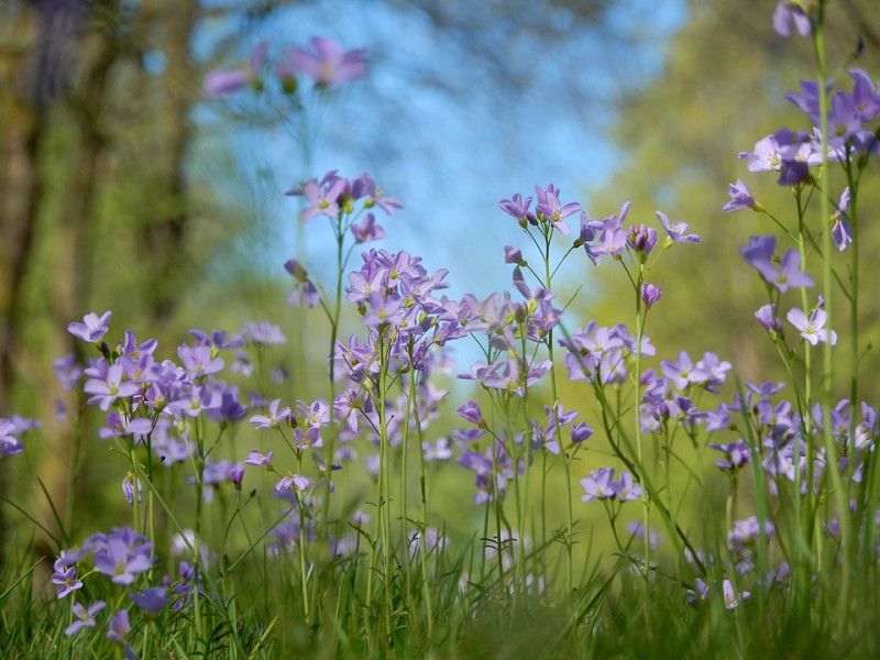 pinksterbloemen-zijn-inheemse-wilde-planten-die-in-het-voorjaar-bloeien