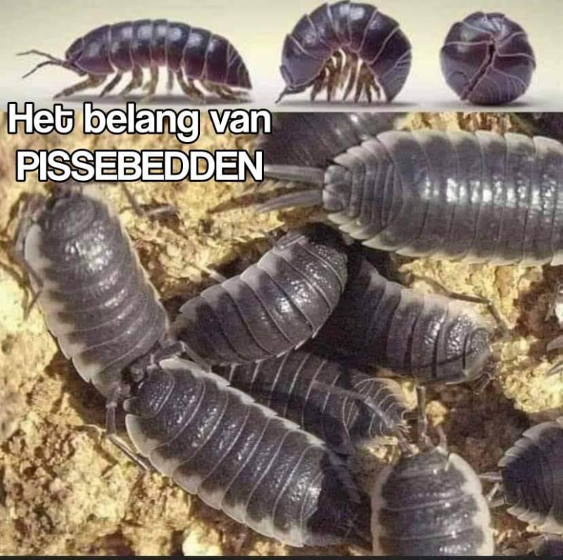 Pissebed-bodemleven-bodemdieren-nuttige-insecten-ecosysteem-tuinieren