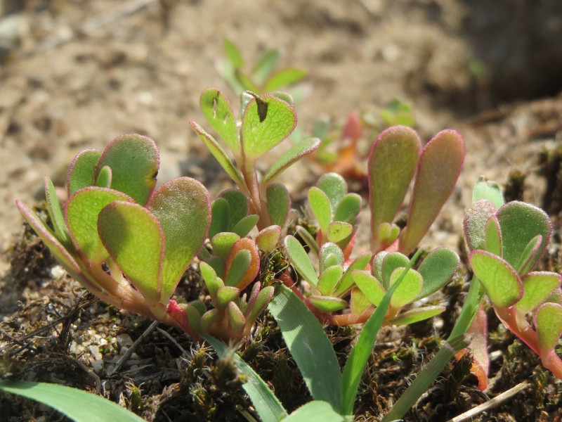 Postelein Groene - Portulaca oleracea - De Hobbytuinder.nl